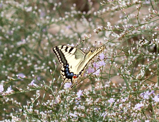 mariposa en su hbitat - Фото, изображение
