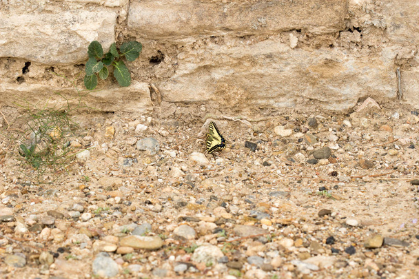 mariposa en su hbitat - Foto, immagini