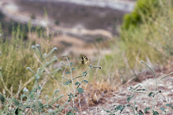 mariposa en su hbitat - Φωτογραφία, εικόνα