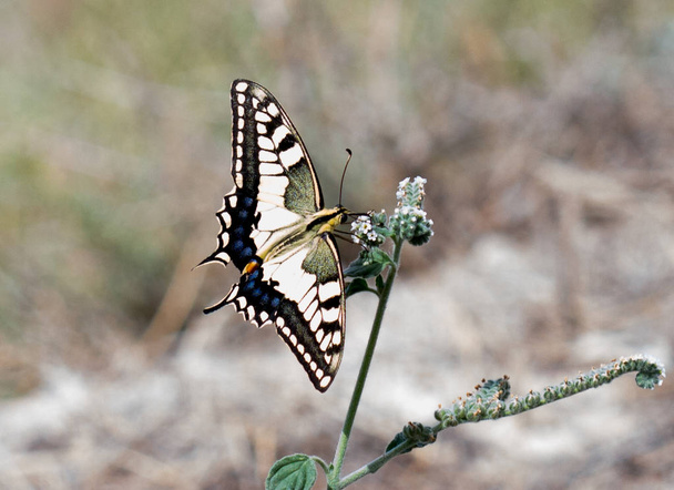 mariposa en su hbitat - Foto, Imagem