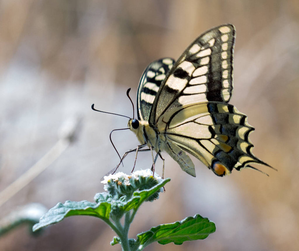 mariposa en su hbitat - Fotoğraf, Görsel