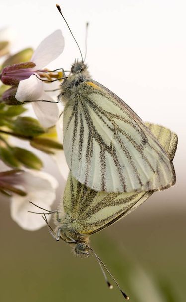 mariposa en su hbitat - Foto, afbeelding
