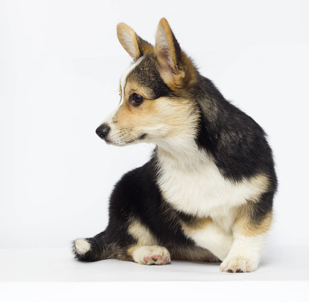 a corgi puppy looking - Photo, image