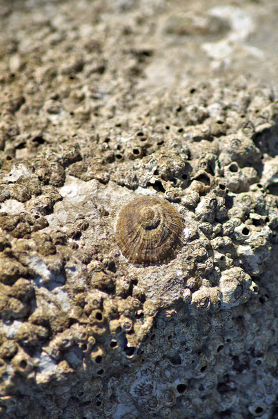closeup view of a limpet on its rock - Photo, Image