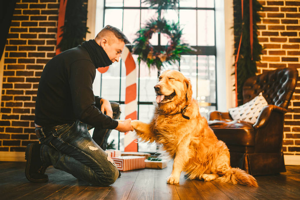 Friendship of man and dog. Pet golden retriever breed labrador shaggy dog. A man trains, teaches a dog to give a paw, to execute commands at home on Christmas. - Photo, Image