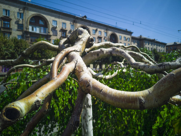 Minotaure pleureur saule arbre. Zaporozhye, Ukraine, 24 août 2018
. - Photo, image