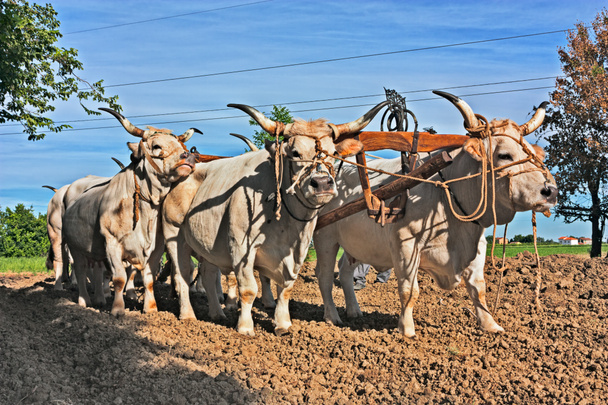 βόδια με ζυγό που τραβούν το άροτρο - παλιά γεωργική εργασία με ταύρους στην ύπαιθρο της Emilia Romagna, Ιταλία - Φωτογραφία, εικόνα
