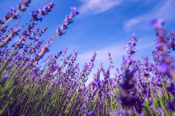 Lavender Field in the summer - Фото, изображение