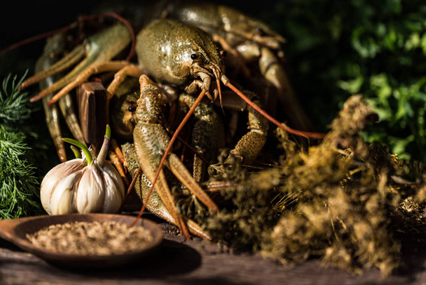 Raw crayfish with beer on wooden background - Photo, image