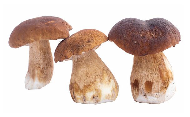 mushrooms, ceps, autumn,White mushroom - Фото, изображение