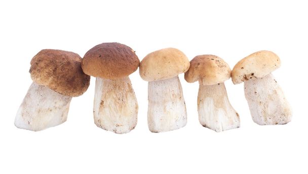 funghi, ceps, autunno, Fungo bianco
 - Foto, immagini
