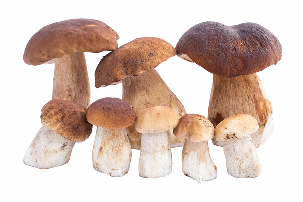 paddestoelen, ceps, herfst, witte champignon - Foto, afbeelding