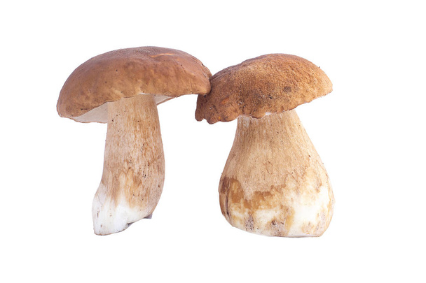 mushrooms, ceps, autumn,White mushroom - Photo, Image