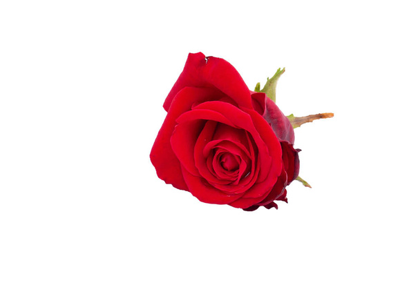 hermosa rosa roja sobre fondo blanco, rosa roja sobre fondo blanco, rosa flor sobre fondo blanco
 - Foto, Imagen