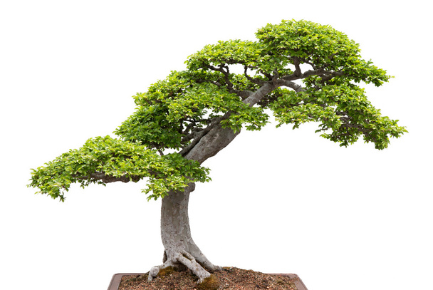 Green bonsai tree on white background - Photo, Image