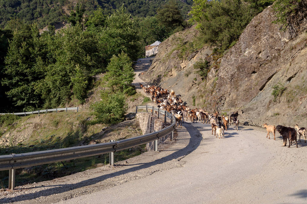 Kozy z Owczarek na wiejskie drogi w górach w letni, słoneczny dzień (Tzoumerka, Epir, Grecja, góry Pindos). - Zdjęcie, obraz