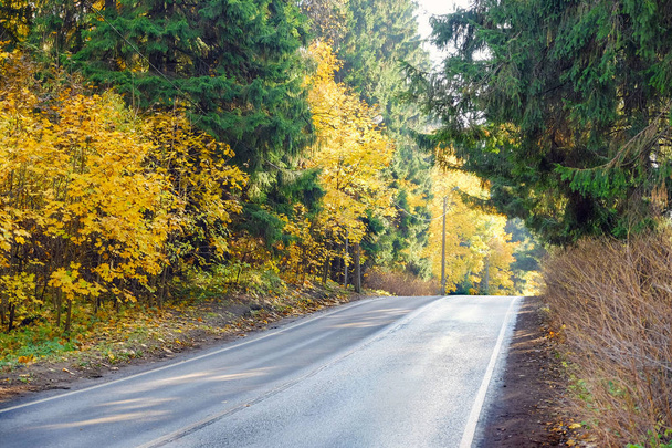 Autumn road going into the distance. Yellow leaves on trees. - Foto, imagen