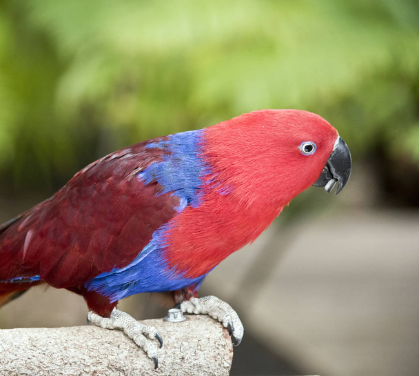 Ο θηλυκός εκλεκτός παπαγάλος είναι κόκκινος και μπλε. - Φωτογραφία, εικόνα