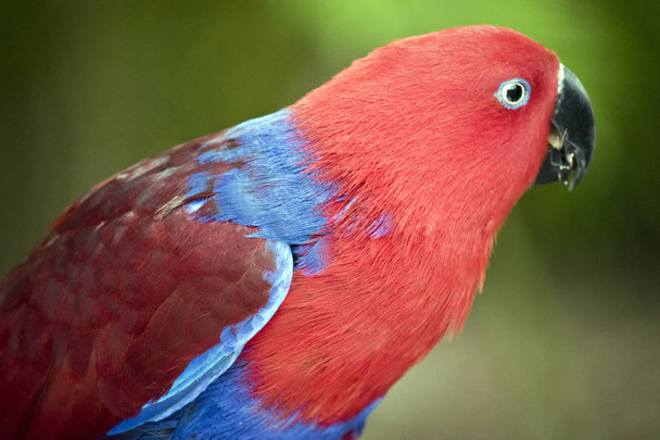 questo è un primo piano di un pappagallo eclettio femminile
 - Foto, immagini