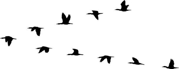formación de vuelo de aves
 - Vector, imagen