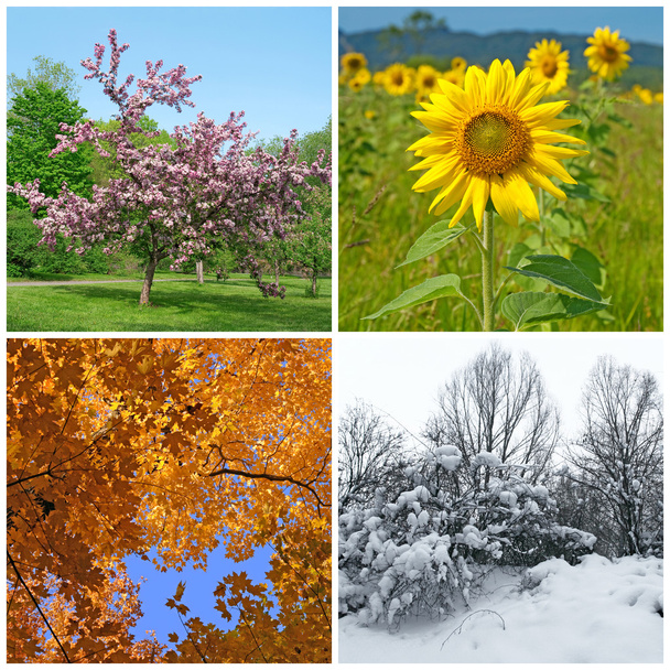 wiosna, lato, jesień, zima. cztery pory roku. - Zdjęcie, obraz