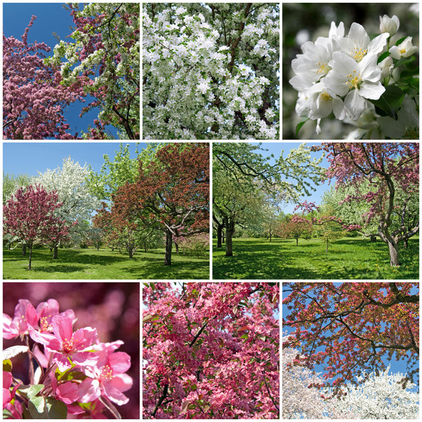 kwitnący ogród na wiosnę - Zdjęcie, obraz
