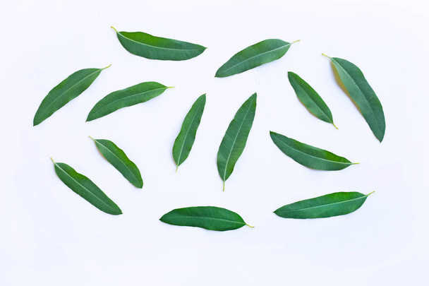 Eukalyptusblätter auf weißem Hintergrund. - Foto, Bild