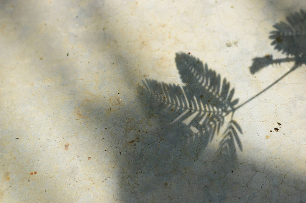 folhas na luz e sombra, sombra ramo de folhas no fundo de concreto
. - Foto, Imagem