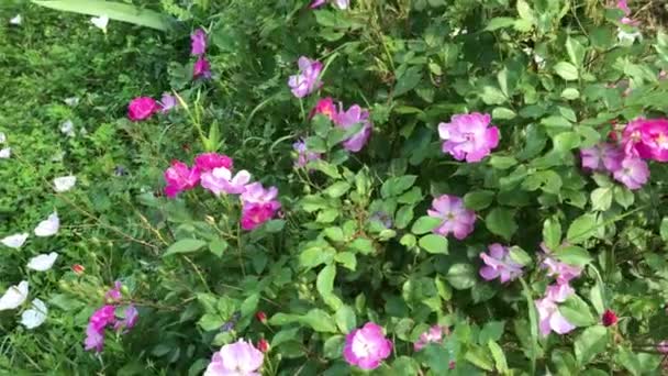 Más fajokkal, a vadon élő virágok rózsaszín Vadrózsa bokor. - Felvétel, videó