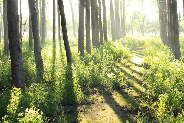Ранкове сонячне світло через ліс
 - Фото, зображення