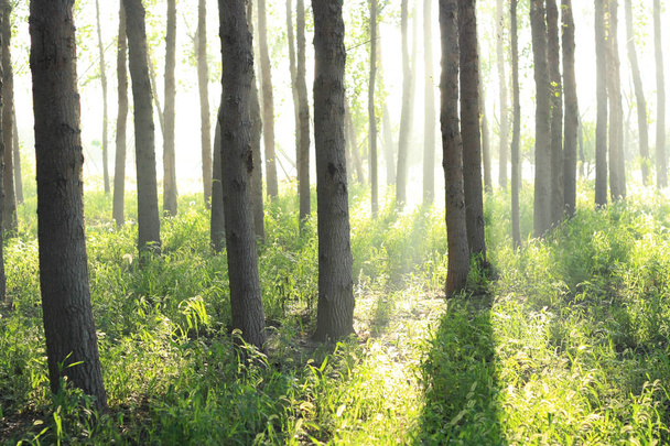 Ранкове сонячне світло через ліс
 - Фото, зображення