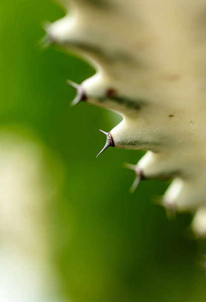 Cactus Thorns Beautiful Dangerous - Photo, Image