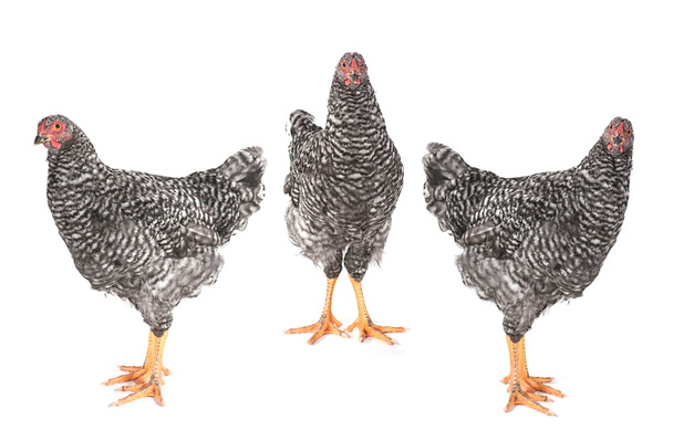 Set di pollo grigio
 - Foto, immagini