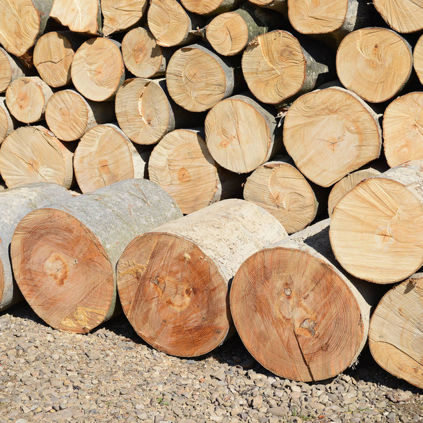 pile of wood logs, timber background - 写真・画像