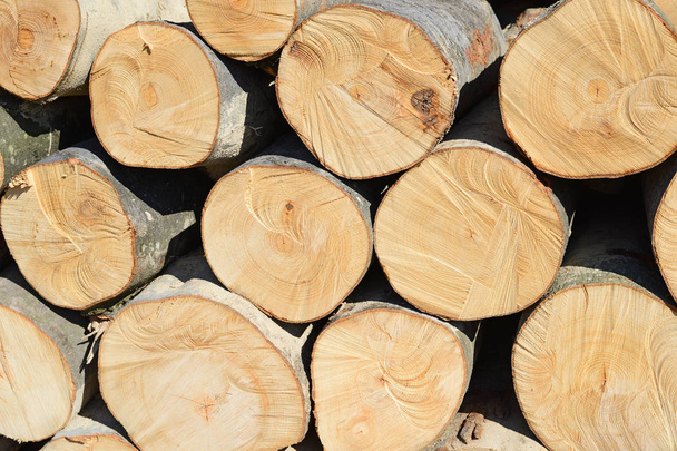 pile of wood logs, timber background - Foto, Imagem