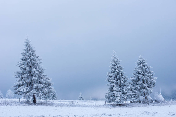 Snow covered frozen trees in the mountains. Christmas time, winter holiday concept - Valokuva, kuva