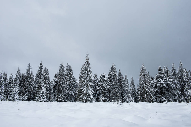 Amazing winter landscape with snow covered fir tree forest - Fotoğraf, Görsel