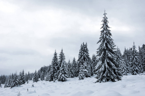 Fairy winter landscape with fir trees. Christmas greetings background with snowy forest in the mountains - Photo, Image