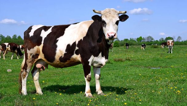 Vacas em um pasto de verão em uma paisagem rural de verão
 - Foto, Imagem