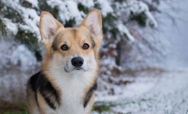 Hund welsch corgi pembroke bei einem Spaziergang in einem schönen Winterwald. - Foto, Bild