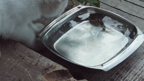 Een aangename kat vangt vis uit een ijzeren kom met water. Leuke speelse dieren jagen voor voedsel. - Video