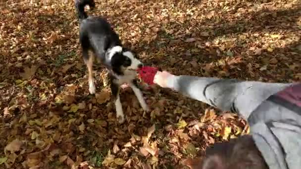 Hombre con perro en el parque
 - Metraje, vídeo