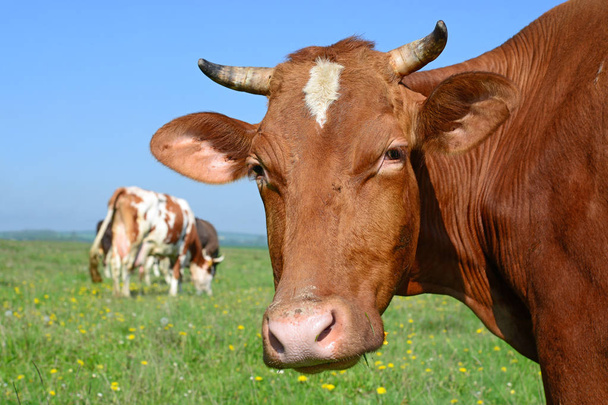 close-up van mooie bruine en witte koe op weide - Foto, afbeelding