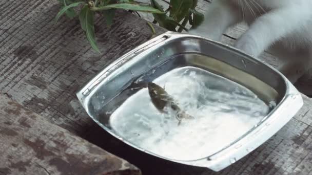 Een aangename kat vangt vis uit een ijzeren kom met water. Leuke speelse dieren jagen voor voedsel. - Video