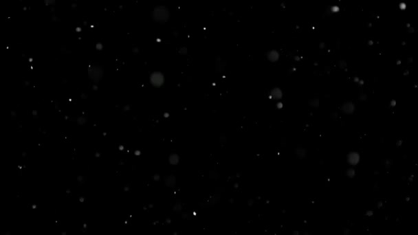 İzole edilmiş Kara Arkaplan 'a Beyaz Kar Düşüşü, Uçan Kar Taneleri' nin Çekimi Bokeh, Toz Parçacıkları veya Havadaki Toz. Tatil Kaplama Efekti - Video, Çekim