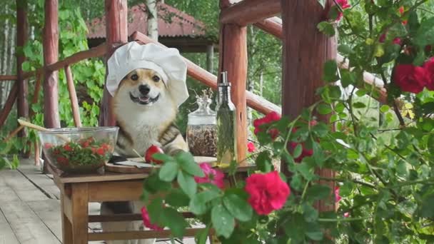 Hund Welsch Corgi Pembroke ist ein Bewunderer der italienischen Küche, bereitet einen Salat aus Tomaten, Rucola, Walnüssen und Olivenöl. - Filmmaterial, Video