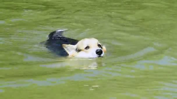 Ένας σκύλος της φυλής Αγγλικά ουαλλέζικο Corgi Pembroke είναι στην ευχάριστη θέση να κολυμπά στην λίμνη του. - Πλάνα, βίντεο