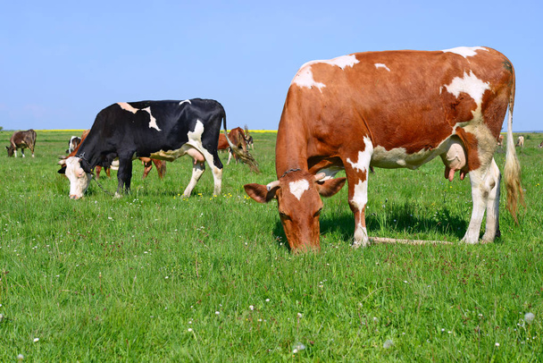 koeien op de weide van een zomer in een landelijke landschap van zomer. - Foto, afbeelding