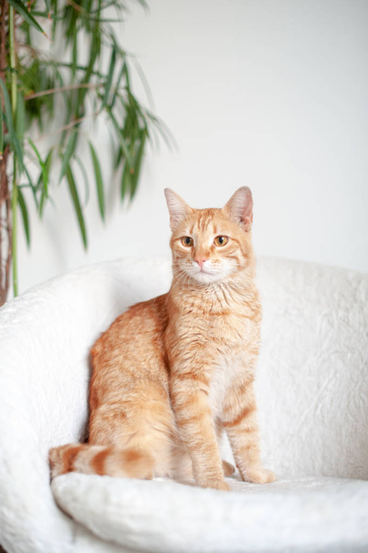 Red cat sitting on a white armchair - Fotoğraf, Görsel