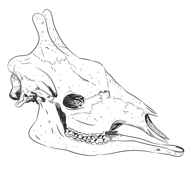 Giraffe head skull black sketch, isolated on white background. Vector illustration - Vector, imagen